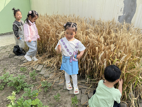 风吹麦浪收割忙